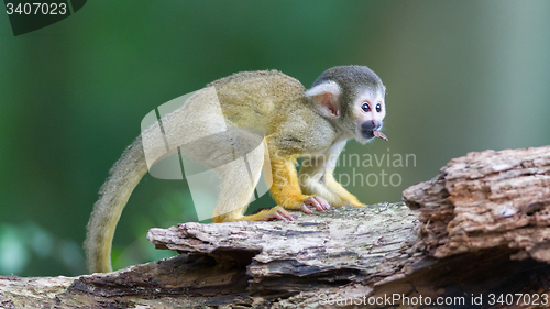 Image of Small common squirrel monkeys (Saimiri sciureus)