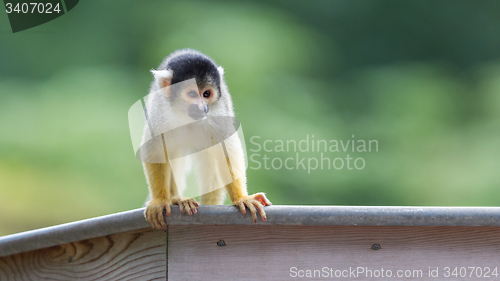 Image of Small common squirrel monkeys (Saimiri sciureus)