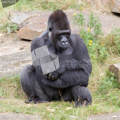 Image of Silver backed male Gorilla