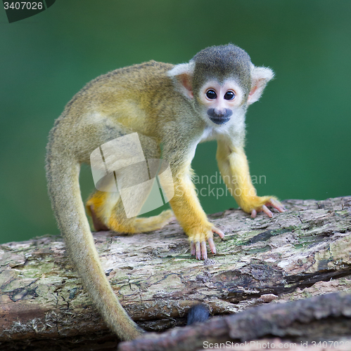 Image of Small common squirrel monkeys (Saimiri sciureus)