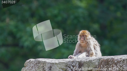 Image of Grumpy Barbary Macaque (Macaca sylvanus)