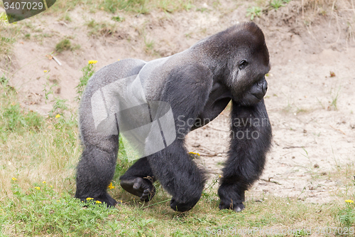 Image of Silver backed male Gorilla