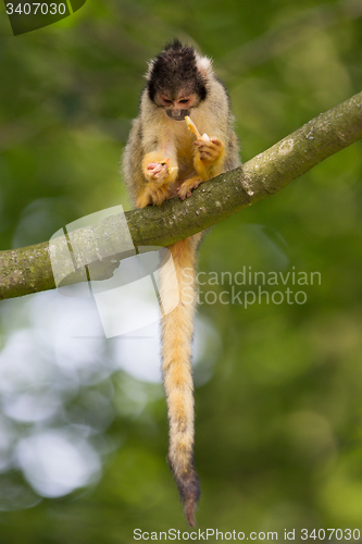 Image of Small common squirrel monkeys (Saimiri sciureus)