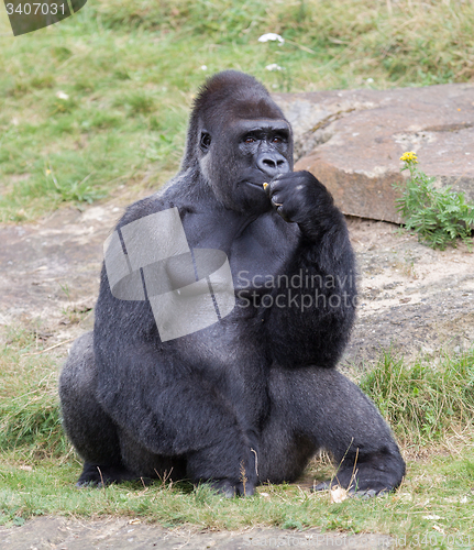 Image of Silver backed male Gorilla