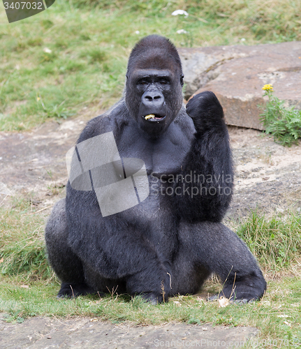 Image of Silver backed male Gorilla