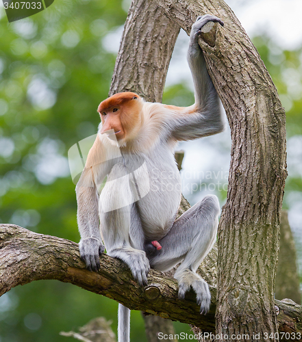 Image of Proboscis monkey in a tree