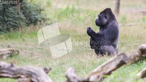 Image of Silver backed male Gorilla