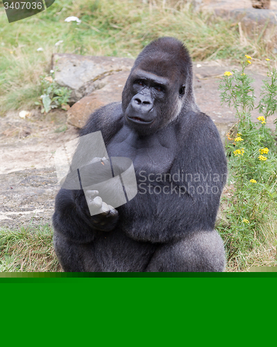 Image of Silver backed male Gorilla