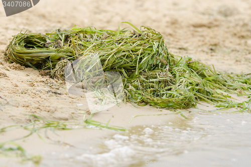 Image of pile of seaweed on the shore river
