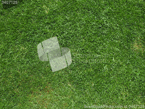 Image of Green grass meadow background