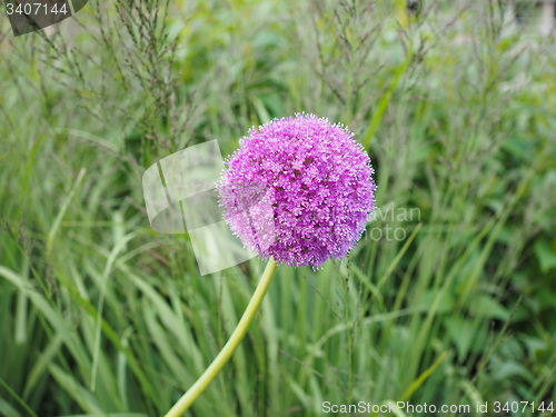 Image of Purple Allium flower