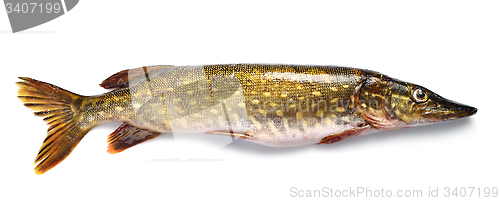 Image of raw pike fish