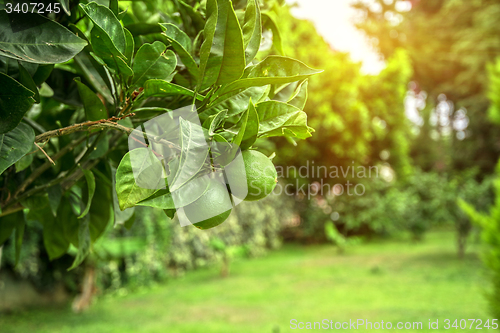 Image of Lime tree