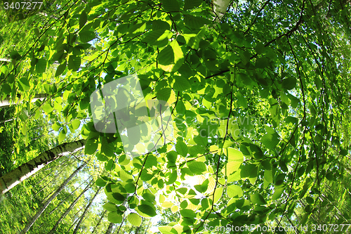 Image of green forest background
