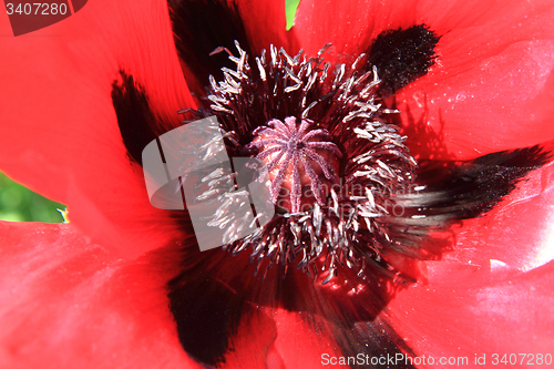 Image of poppy flower