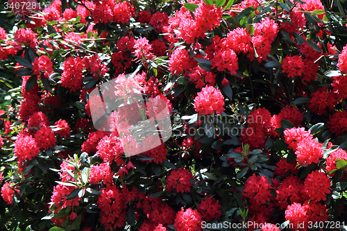 Image of rhododendron as very nice flower background