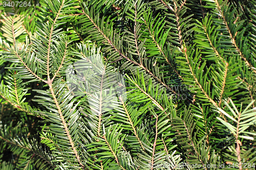 Image of christmas tree stem natural background