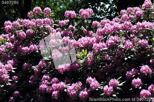 Image of rhododendron as very nice flower background