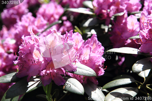 Image of rhododendron as very nice flower background