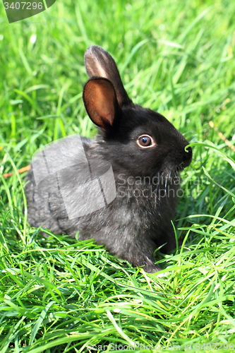 Image of black rabbit in grass