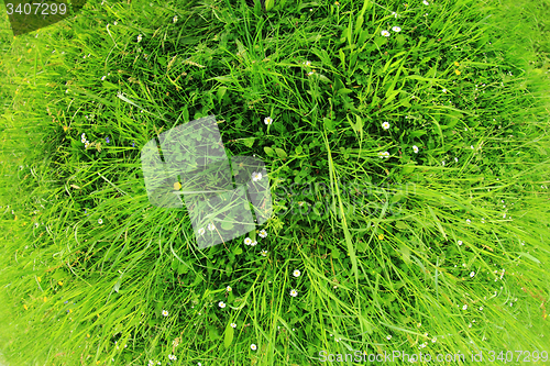 Image of green grass background