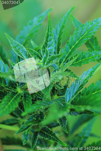 Image of marijuana plant 