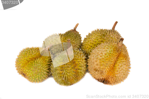 Image of Tropical Fruits - Durian