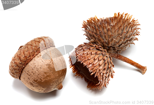 Image of Autumn acorns on white background