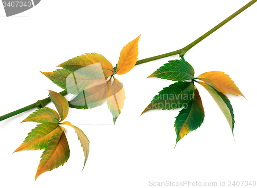 Image of Multicolor autumn twig of grapes leaves, parthenocissus quinquef