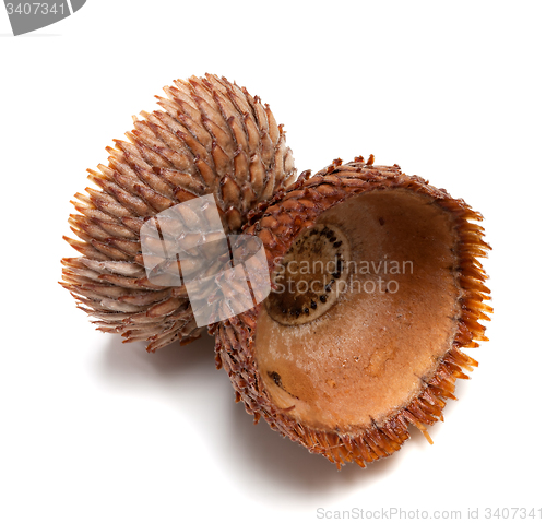 Image of Empty autumn acorn hat on white background