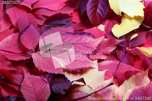 Image of Background of multicolor autumn virginia creeper leaves