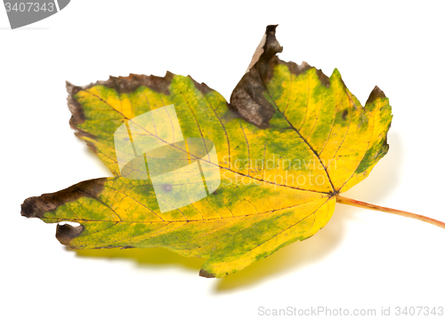 Image of Dried multicolor autumn maple-leaf on white background