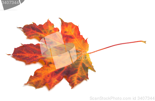 Image of Red autumn maple-leaf