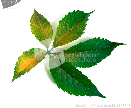 Image of Multicolor grapes leaf 