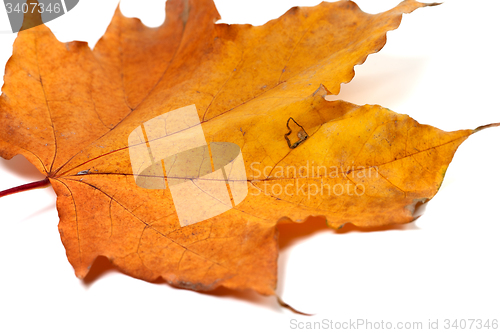 Image of Dried autumn maple-leaf isolated on white background