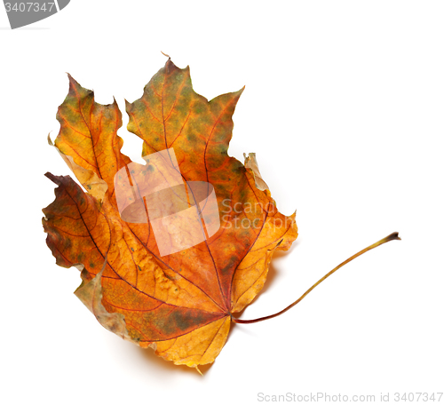 Image of Dry autumn maple leaf