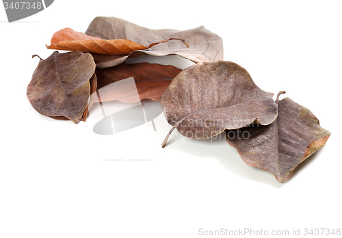 Image of Dry autumn magnolia leaves