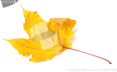 Image of Yellow dried autumn maple-leaf