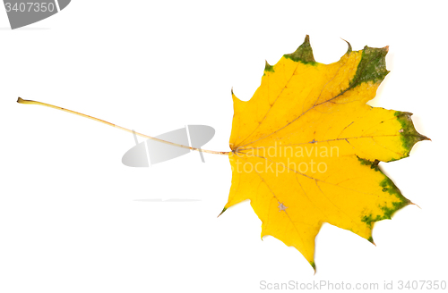 Image of Yellowed autumn maple leaf. Top view.