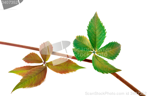 Image of Multicolor autumn twig of grapes leaves