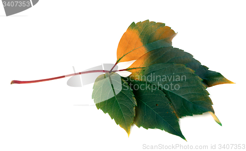 Image of Multicolor virginia creeper leaf (Parthenocissus quinquefolia fo