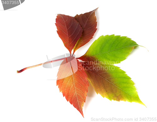 Image of Multicolor autumnal virginia creeper leaf