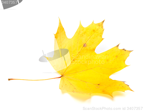 Image of Yellow autumn maple-leaf