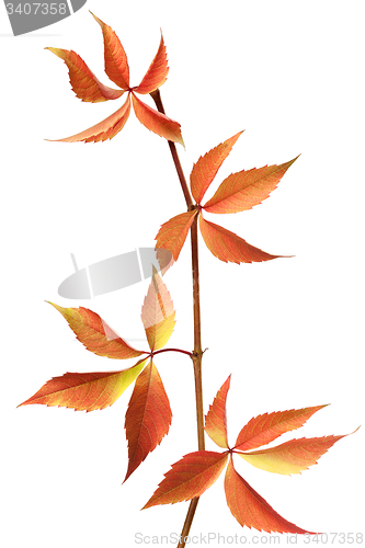 Image of Red autumn branch of grapes leaves