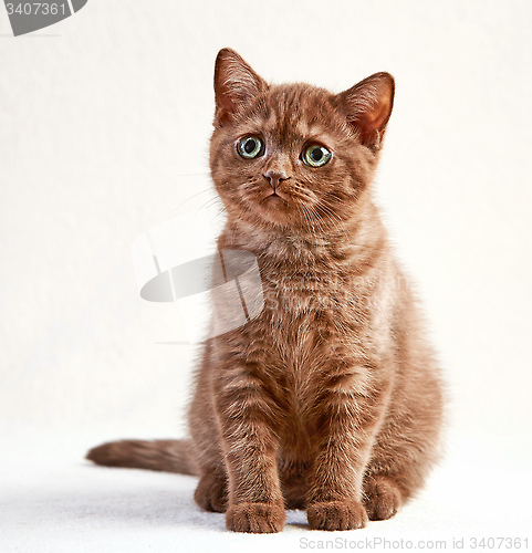 Image of portrait of british short hair kitten