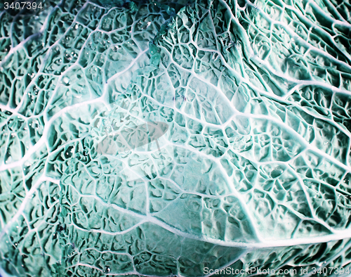 Image of Green cabbage vegetable