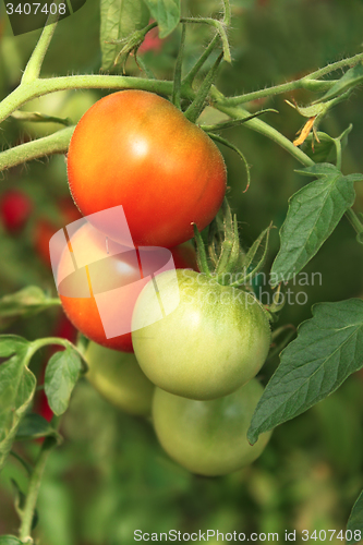 Image of Bunch of ripening tomatoes