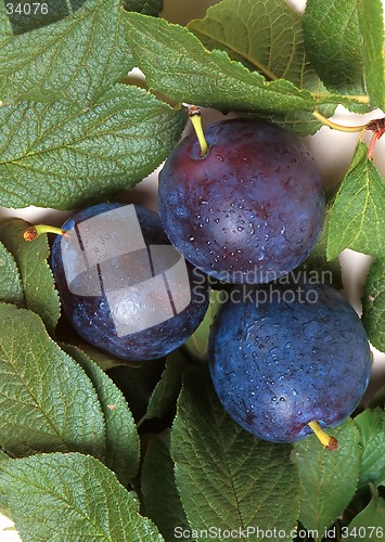 Image of Grapes on a vine