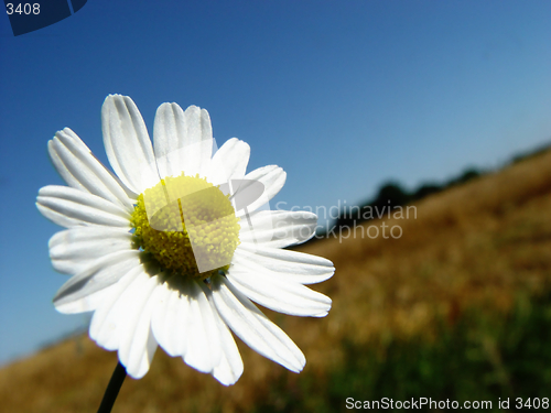 Image of camomile