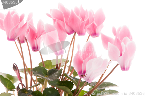 Image of Beautiful pink Cyclamen flower